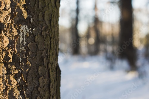 Detail of bark of a tree in the morning sun, in the background trees and snowy landscape.