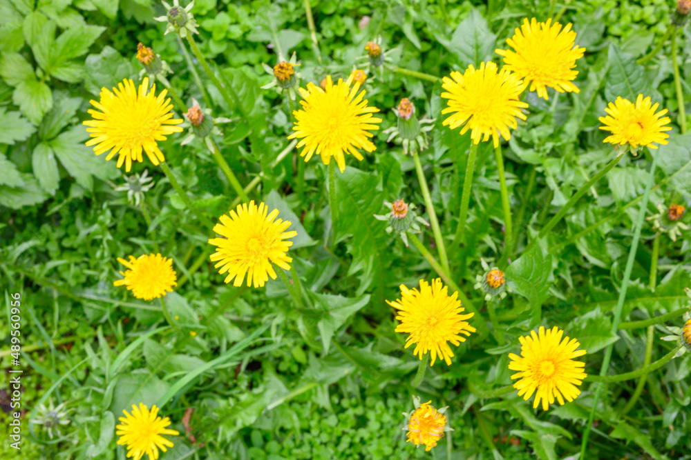 Glade of fresh meadow dandelions on a sunny spring day. Flowering dandelions. Dandelion plant with a fluffy bud. Glade of fresh meadow dandelions on a sunny spring day. Flowering dandelions. Dandelion plant with a fluffy bud.