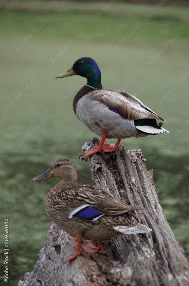 Obraz premium Two Mallard Ducks on a Log