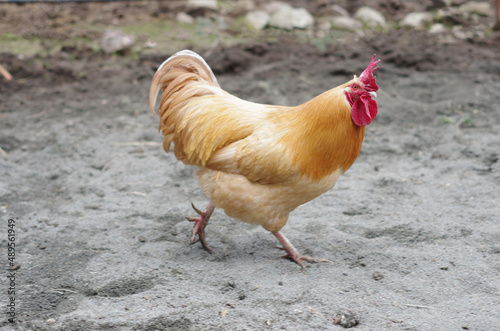 Sexlink Rooster Walking Through Corral photo