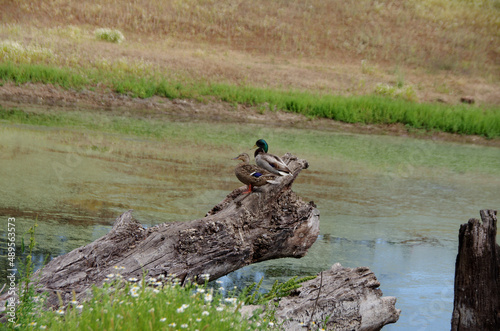 Mallard Ducks on Log Overlooking Pond