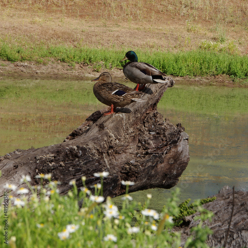 Two Mallard Ducks on a Log