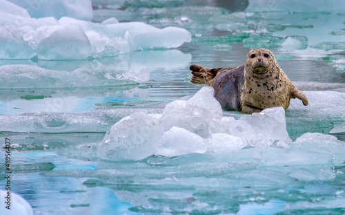 Seal on Ice, Tracy Arm, Alaska