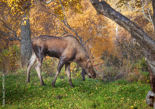 Bull Moose  Anchorage  Alaska