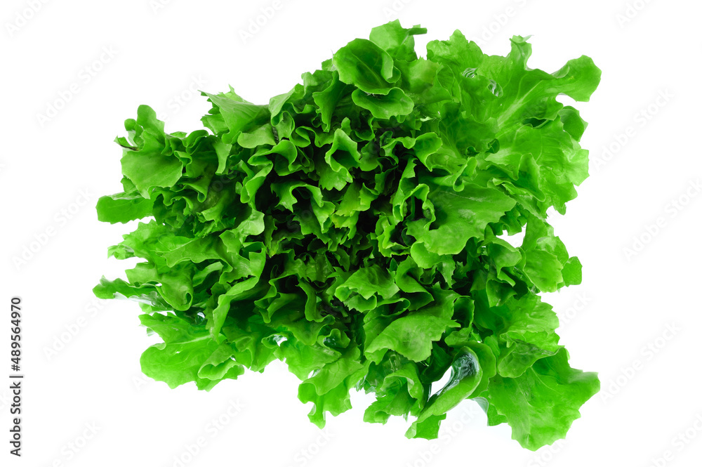 close up on fresh green lettuce texture close up on fresh green lettuce texture