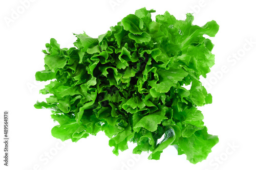 close up on fresh green lettuce texture