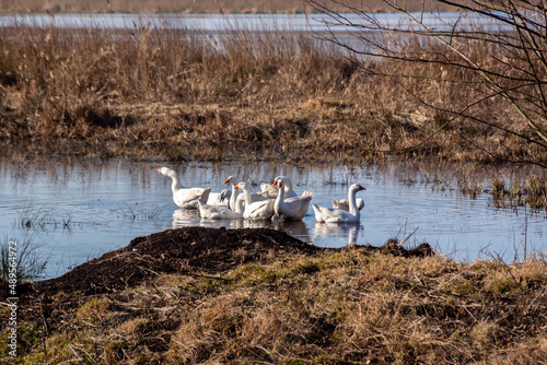 Gęsi nad Narwią, Podlasie, Polska