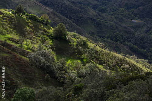 Typical vegetation of the area near Popayan, Colombia