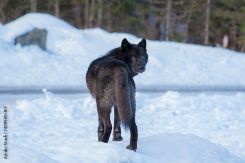Black wolf, Juneau, Alaska