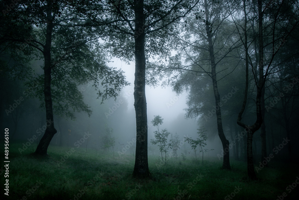 Forest with mysterious atmosphere. Trees and lots of fog. Forest with mysterious atmosphere. Trees and lots of fog.