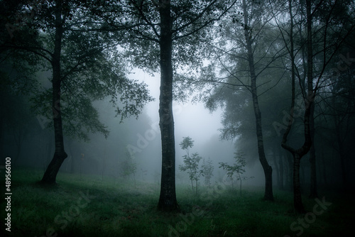 Forest with mysterious atmosphere. Trees and lots of fog.