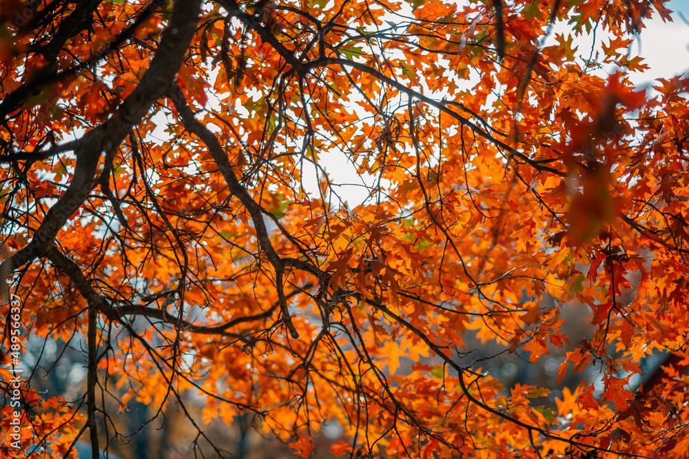 Bright orange autumn leaves cling to their branch Bright orange autumn leaves cling to their branch