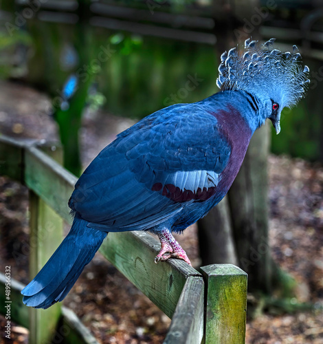 Victoria crowned pigeon on the fence. Latin name - Goura victoria beccarii photo