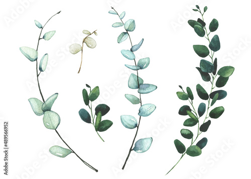 Watercolor hand painted set of green eucalyptus branches. Vector isolated floral illustration collection.