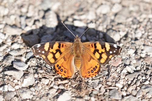 Painted Lady butterfly sunbathing on gravel. Santa Clara County, California, USA. photo