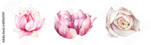  Watercolor painted set of light pink rose, peony and lotus flowers. Vector traced floral isolated illustration.