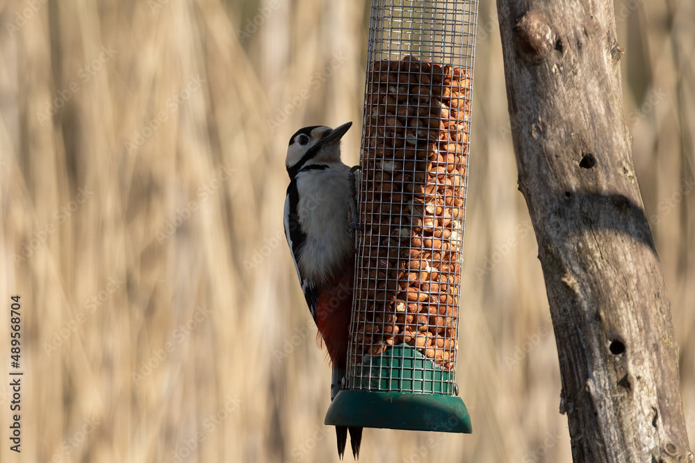 Naklejka premium Great Spotted Woodpecker, Dendrocopos major, balancing from a bird feeder after peanuts to eat