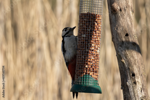 Great Spotted Woodpecker, Dendrocopos major, balancing from a bird feeder after peanuts to eat