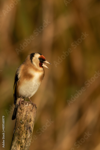 Singing Goldfinch, Carduelis carduelis, perched on tree branch with blurred natural background © Martin and Dawn Q