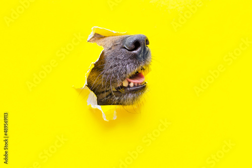 a dog nose sticks out of a hole in a yellow torn piece of paper