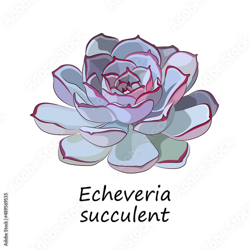 Echeveria succulent. Stone rose. Vector illustration.
