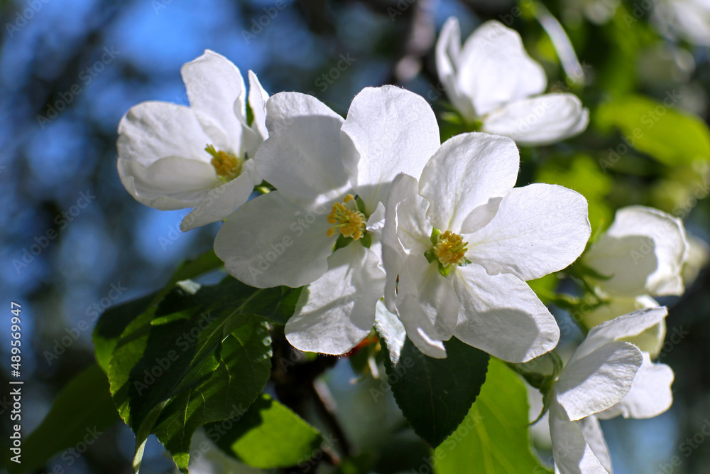 Fototapeta premium White apple tree blossoms are a fresh spring image. Beautiful springtime bloom close-up.