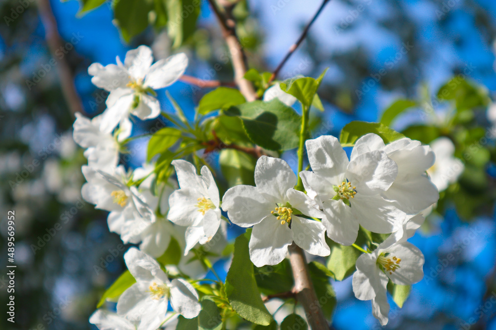 White apple tree blossoms are a fresh spring image. Beautiful springtime bloom close-up. White apple tree blossoms are a fresh spring image. Beautiful springtime bloom close-up.