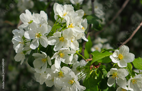 White apple tree blossoms are a fresh spring image. Beautiful springtime bloom close-up.