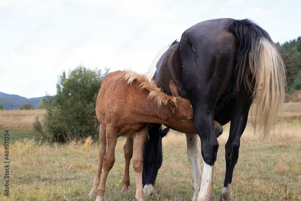 Fototapeta premium baby horse drinking milk from mother