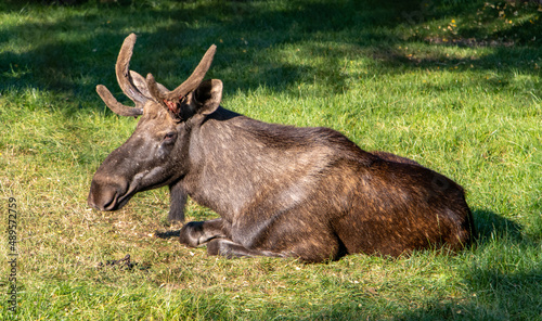 The moose or elk (Alces alces) lying on green grass.