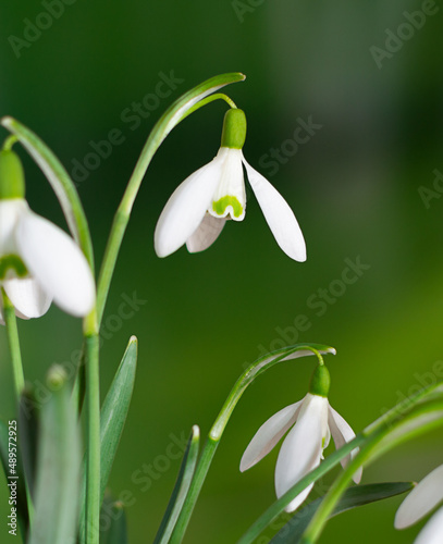 Snowdrop spring flowers on the green background of the forest