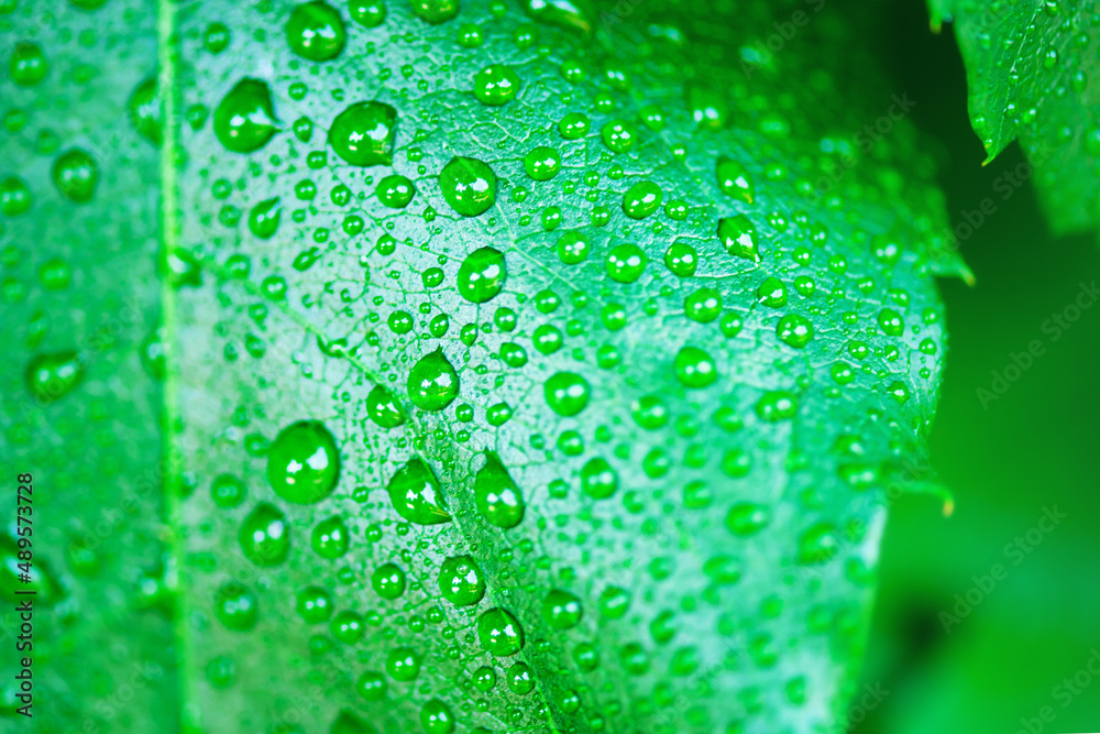 Eco-friendly and organic theme. Dew drops on fresh green leaf background.
