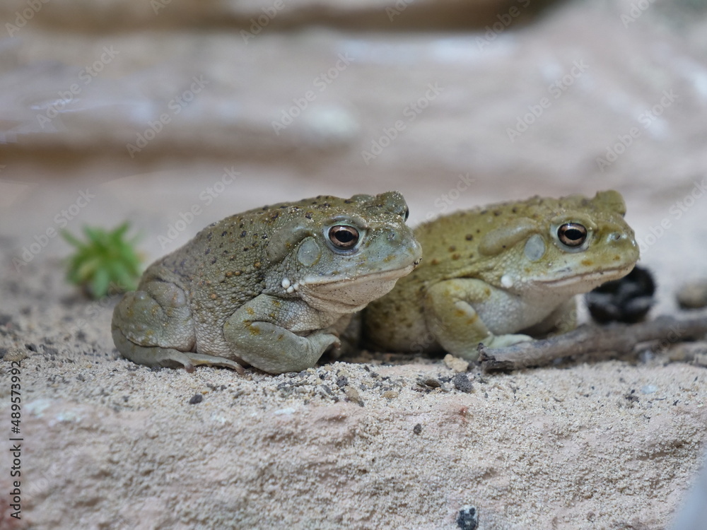 Fototapeta premium Colorado River toad, Bufo Alvarius, Incilius alvarius