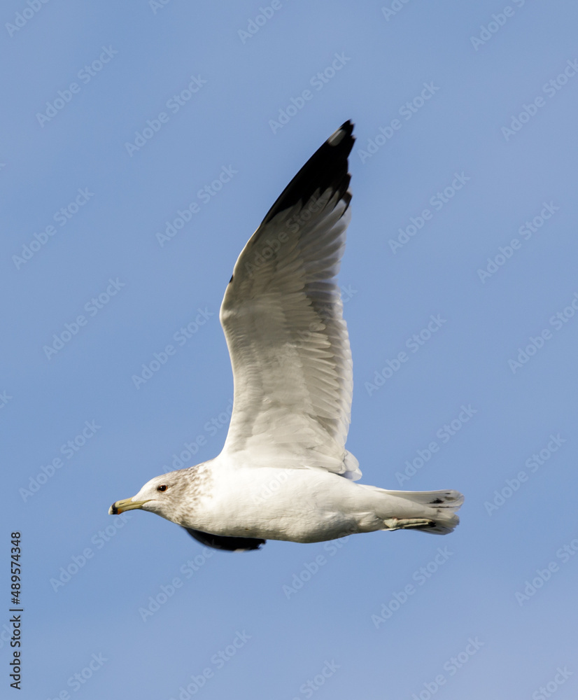 California Gull flying in blue sky. Bay Area, California, USA. California Gull flying in blue sky. Bay Area, California, USA.