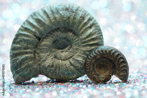 The ammonites (Ammonoidea) are an extinct subgroup of cephalopods photographed in the studio