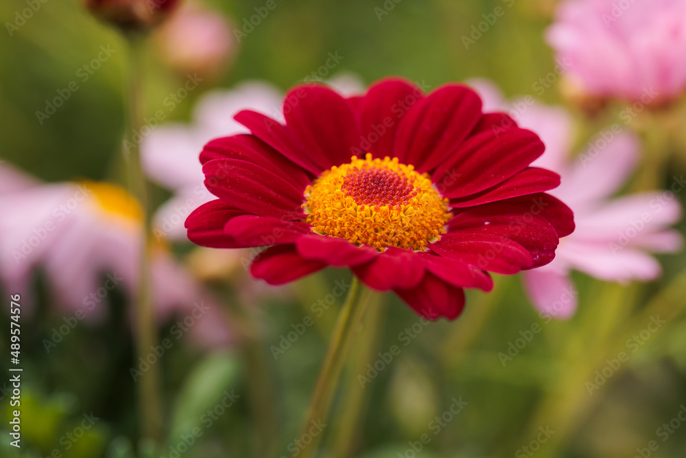 Obraz premium beautiful flowers with maximum detail photographed with natural light