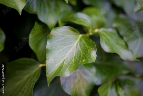 Leaves of shrubs in a botanical garden on a bright sunny day. Warm colors, beautiful bokeh. Summer months full of well-being. Energy and beauty.