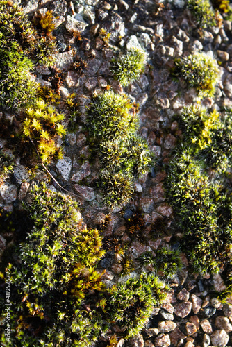 Moss on stone