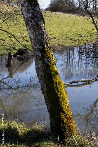 Moss on tree