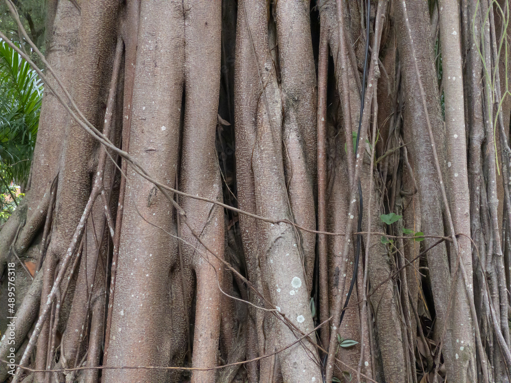 Very old fig tree with large aerial roots. A ancient plant called Ficus elastica, banyan tree roots. Very old fig tree with large aerial roots. A ancient plant called Ficus elastica, banyan tree roots.