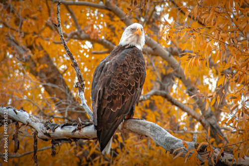 Bald Eagle 