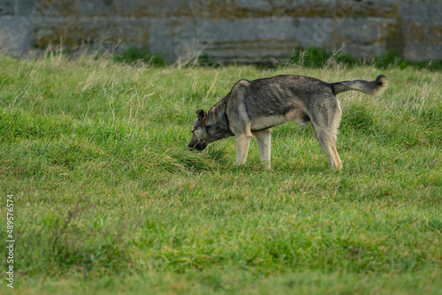 Guard dog looking into the wild. 