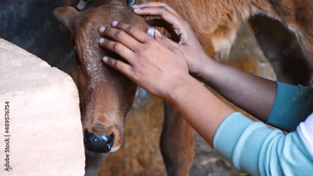 Portrait of Indian cow calf is being pampered by woman hands. Cattles in Indian home. Domestic animal cow