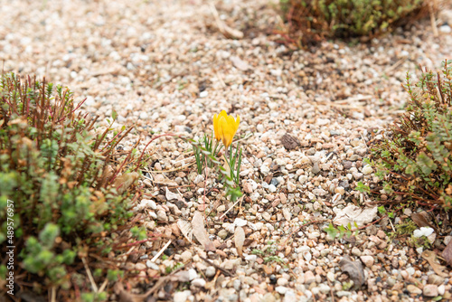 spring flowers in the garden