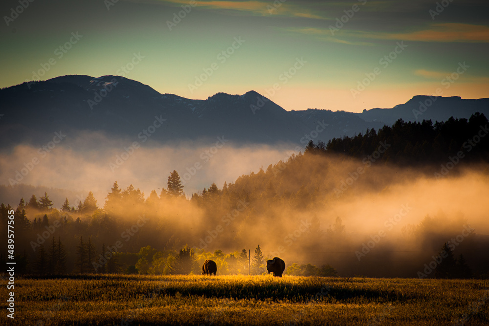 Fototapeta premium Bison Sunrise 