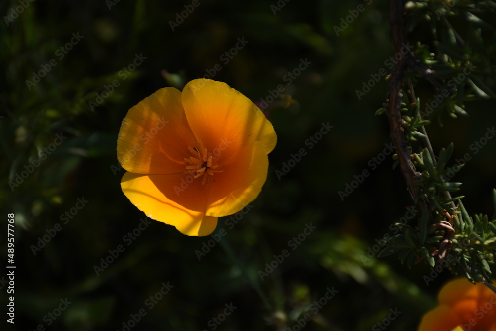 Fototapeta premium Flowers