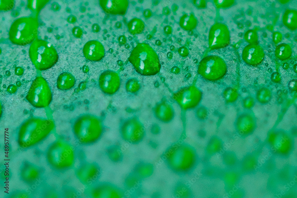 Eco-friendly and organic theme. Dew drops on fresh green leaf background. Eco-friendly and organic theme. Dew drops on fresh green leaf background.