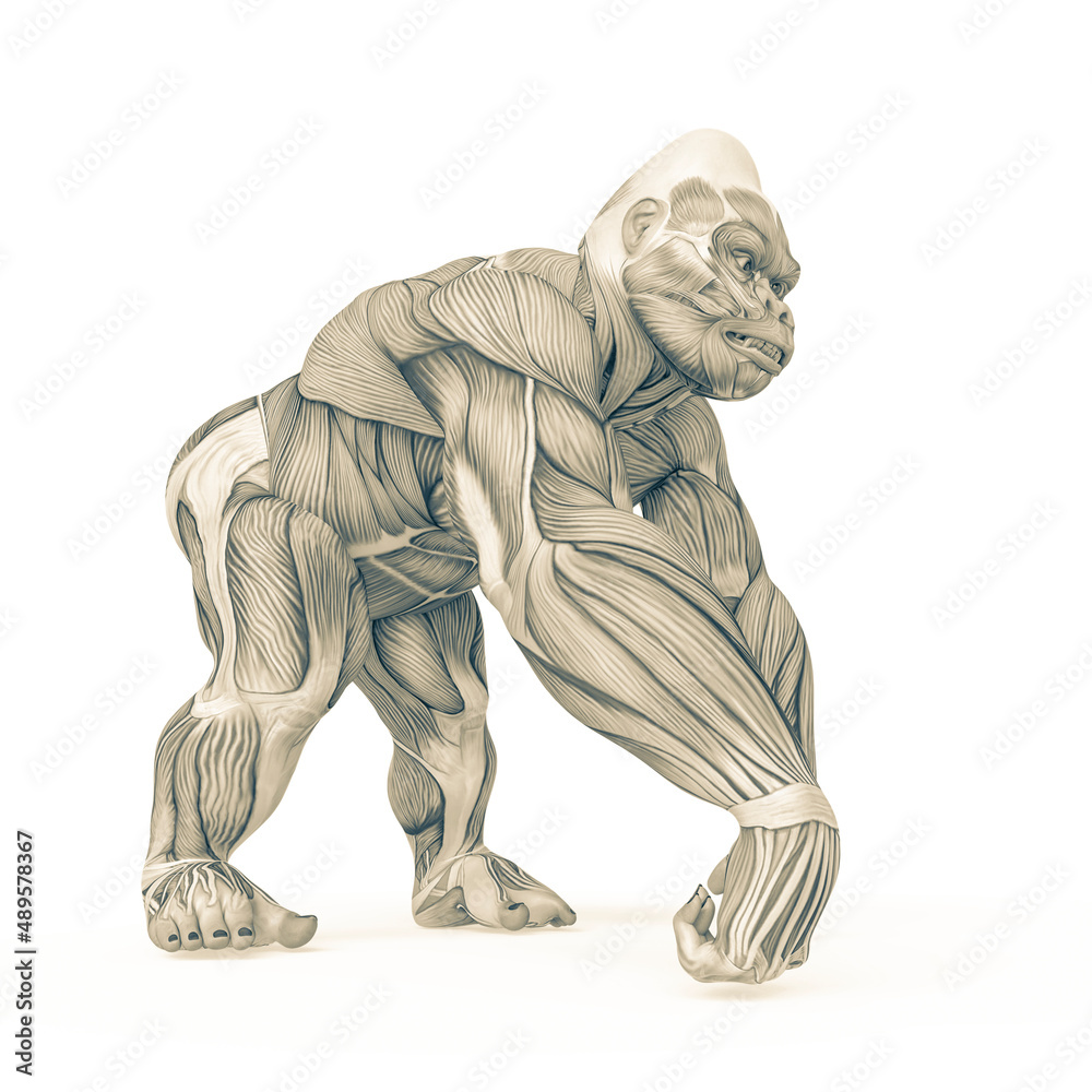gorilla is doing a knuckles walking on muscle map anatomy style gorilla is doing a knuckles walking on muscle map anatomy style