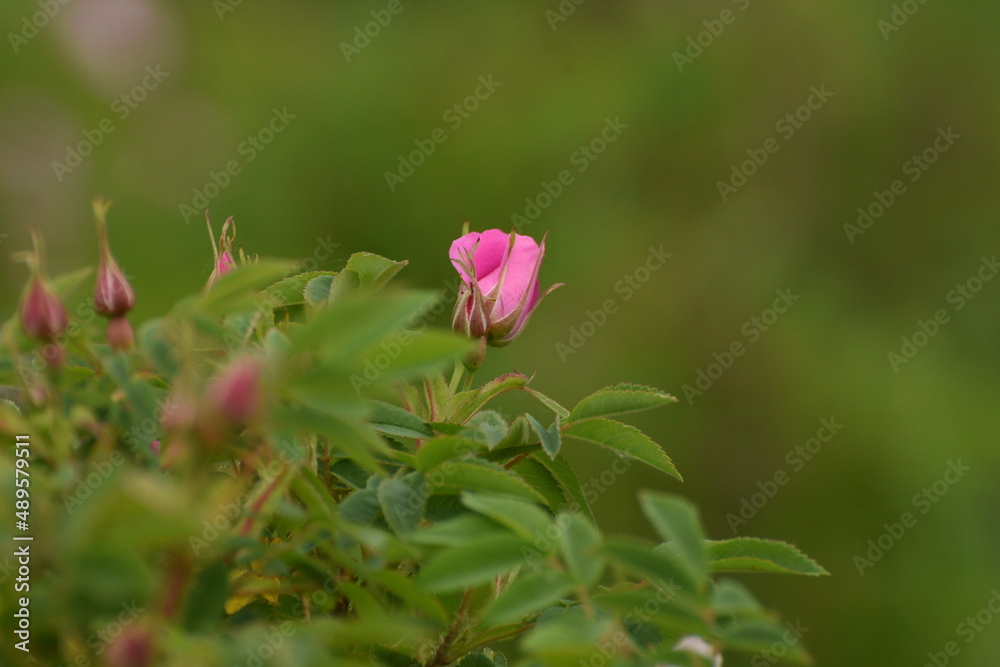 Flowers Flowers