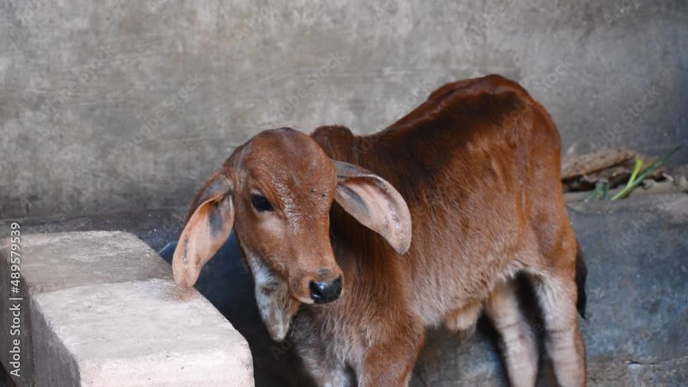 Portrait of Indian cow calf at Rural Indian home. Domestic cattle animals. Livestock and agriculture concept